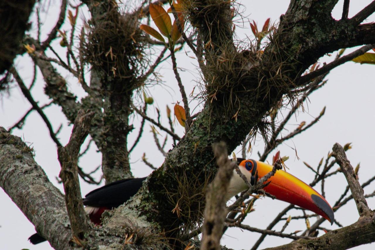 Pousada Terra Dos Passaros São Bento do Sapucaí Dış mekan fotoğraf